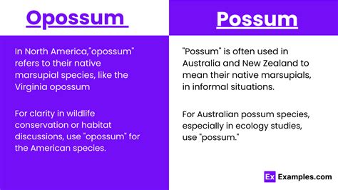 Opossum vs Possum - Examples, Differences, Usage, Tips