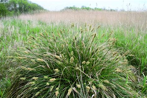 Introduction to grasses, sedges and rushes – Field Studies Council