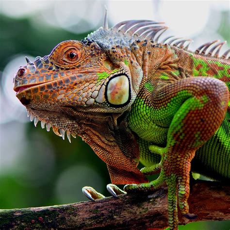 Red Iguana Photo by Ajar Setiadi — National Geographic Your Shot | Green iguana, Iguana, Types ...