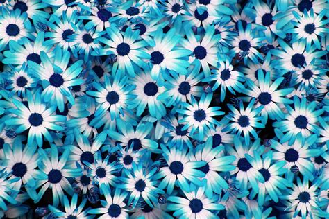 Shades of Blue – Radiant blue flowers background. | Blue flowers background, Blue flower ...