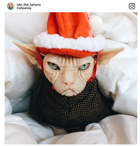 Literally Just 10 Festive Photos of Cats in Tiny Christmas Sweaters ...