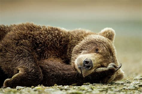 Brown Bear, Katmai National Park, Alaska by Paul Souders