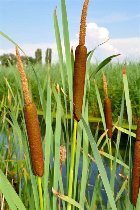 Resisting the Wind — In Defense of Plants