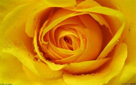 Free download Blue Rose Wallpaper Gold Wallpaper [600x375] for your Desktop, Mobile & Tablet ...