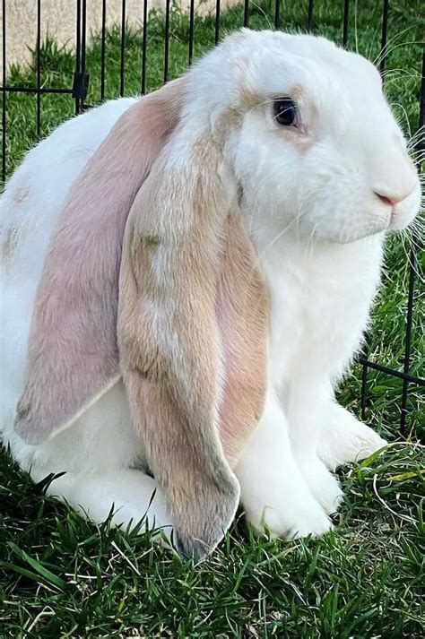 English Lop Rabbit: Appearance, Lifespan, Temperament, Care Sheet