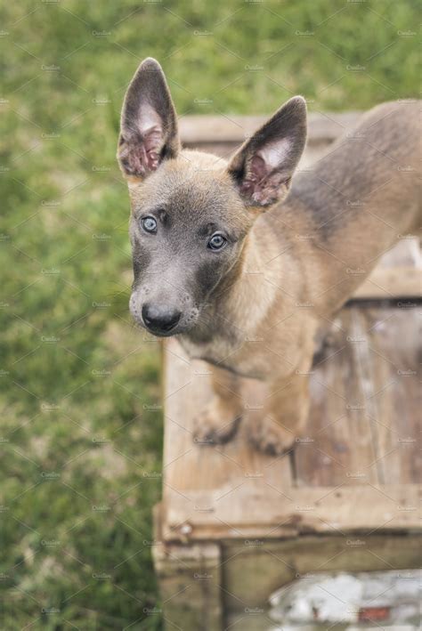 Belgian Malinois puppy | High-Quality Animal Stock Photos ~ Creative Market