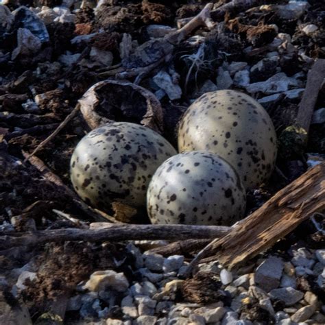 Common Tern Nesting a Success at Howard Marsh | Metroparks Toledo