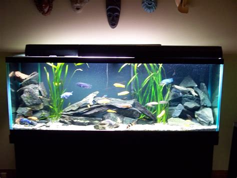 Cichlid tank design | Fish aquarium decorations, Fish tank decorations, Fresh water fish tank