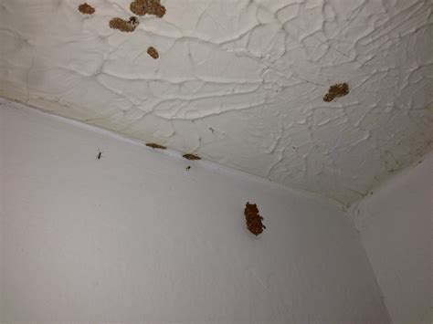 Termites In Ceiling Drywall