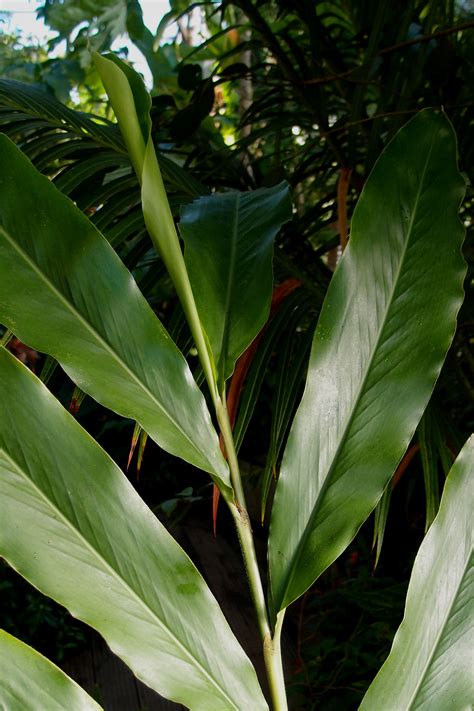 Elettaria Cardamomum Plant