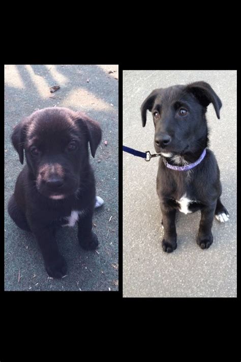 My black Malinois-Labrador-Golden-Retriever-Mix puppy. 5/10 weeks old. I just love her ️