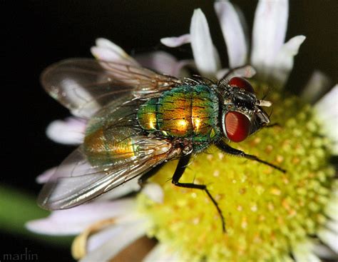 Common Green Bottle Fly - Lucilia sericata - North American Insects & Spiders