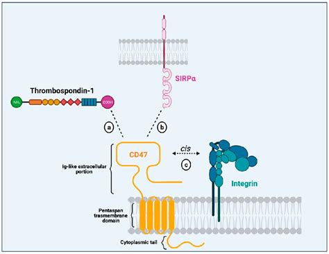 Cancers | Free Full-Text | Harnessing Macrophages through the Blockage of CD47: Implications for ...