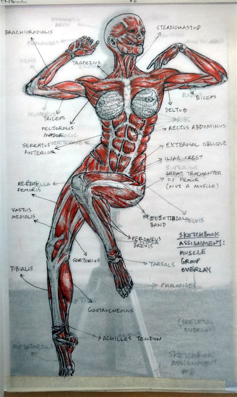 Muscle groups: 2015 Figure Drawing Class - at Citrus College - Muscular System Écorché Study ...