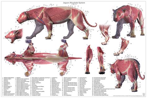 Jaguar Anatomy Chart – Jun's anatomy