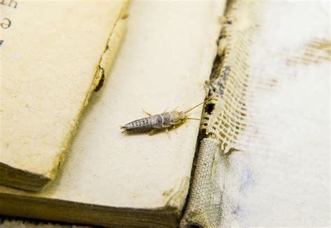 Silverfish - Kind Pest Control