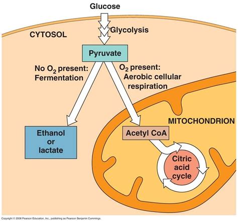 Anaerobic And Aerobic Respiration Venn Diagram Aerobics