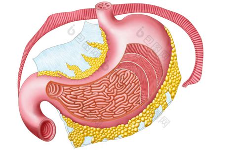 人体胃部器官解剖图图片-包图网