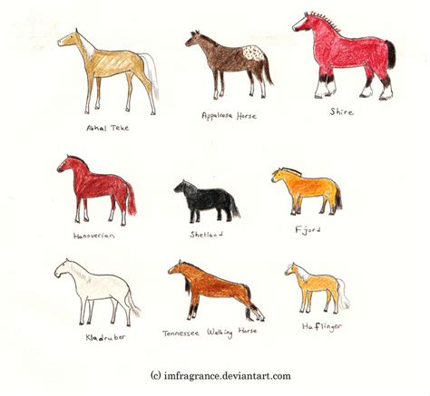 Horse and Pony Breeds 1 by imFragrance on DeviantArt