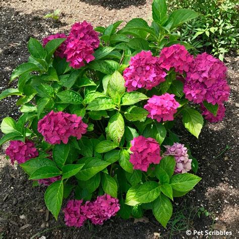 Pia Hydrangea: a pink dwarf hydrangea you'll love! - Garden Sanity by ...