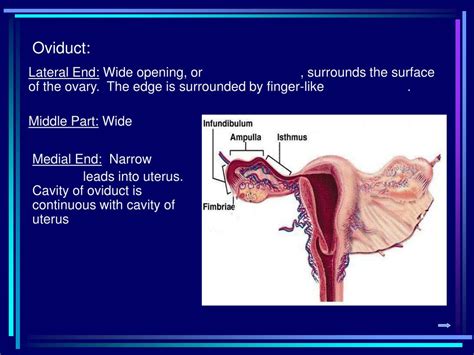 PPT - HUMAN REPRODUCTION BIOLOGY 269 PowerPoint Presentation, free ...