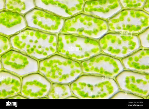 Chloroplast hi-res stock photography and images - Alamy