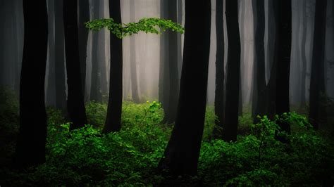 3840x2160 Resolution Mysterious Forest Art 4K Wallpaper - Wallpapers Den