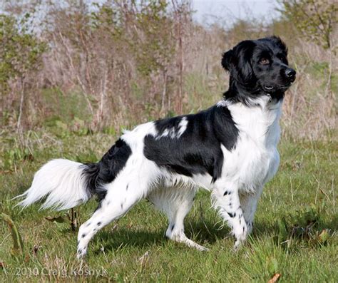 DOG BREED OF THE WEEK: The Stabyhoun is rare in the U.S., but extremely popular in its native ...