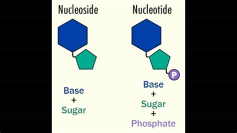 Nucleotide Nucleoside