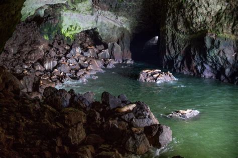 Sea Lion Caves | A Stop on the Oregon Coast - Carltonaut's Travel Tips