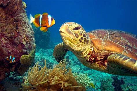 Love The Colorful Nature OF World Best Wildlife | Turtle, Ocean ...