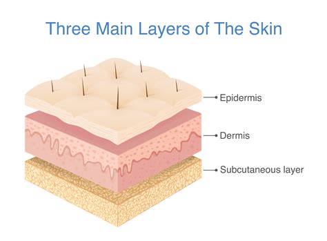 What Are The 3 Layers Of Skin? | SkinMindBalance