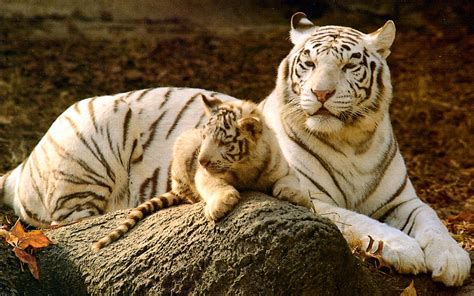 Cute Baby Tiger Wallpaper - WallpaperSafari