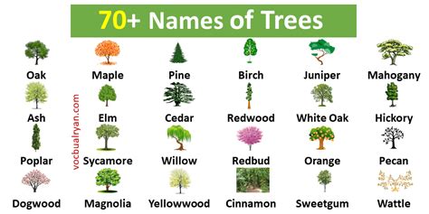 70+ Trees Names in English with Pictures – VocabularyAN