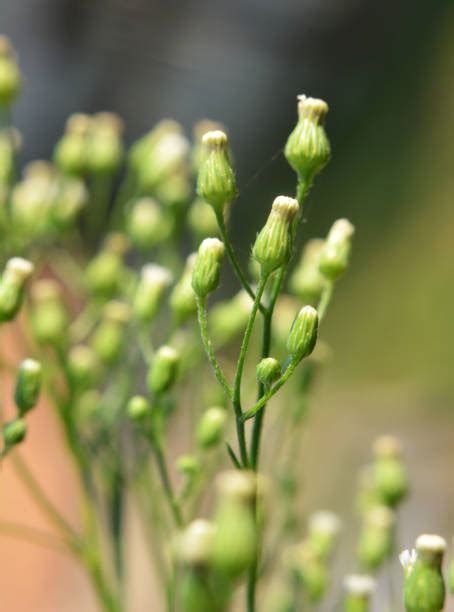 70+ Marestail Weed Stock Photos, Pictures & Royalty-Free Images - iStock