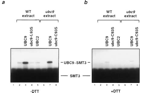 Thioester complex formation between SMT3 and S. cerevisiae UBC9.... | Download Scientific Diagram