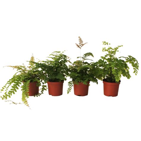 Adiantum MIX — Plant Wholesale FlorAccess