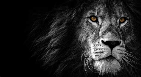 Download A Black And White Image Of A Lion Wallpaper | Wallpapers.com