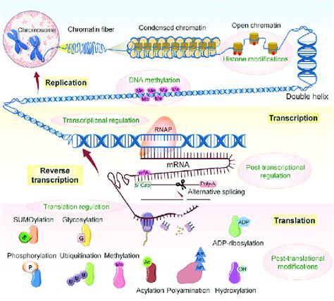 Overview of the Central Dogma of Molecular Biology and Processes... | Download Scientific Diagram