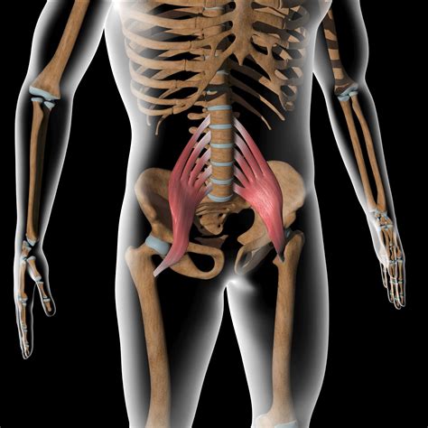 Acupuncture for Psoas Trigger Points — Morningside Acupuncture NYC