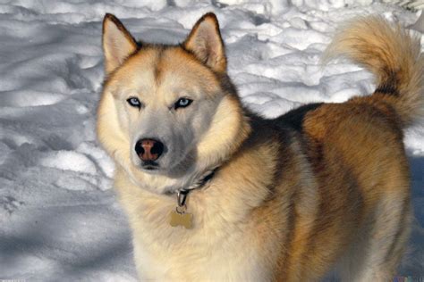 The Siberian Husky | Fun Animals Wiki, Videos, Pictures, Stories