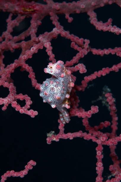 340+ Pygmy Seahorse Photos Stock Photos, Pictures & Royalty-Free Images ...