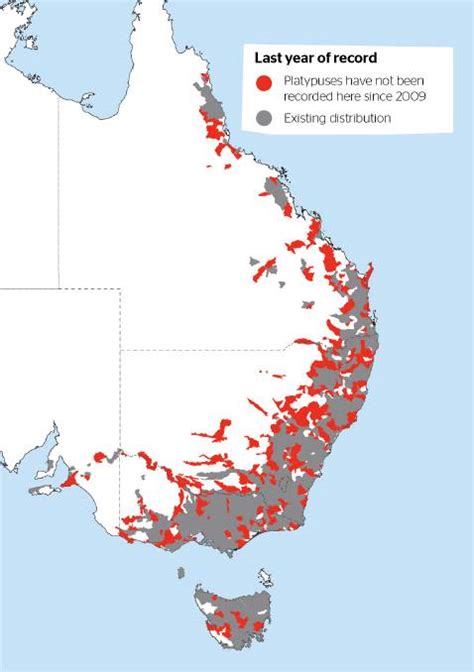 Calls to classify platypus as 'threatened species' as observations drop by a quarter: research ...