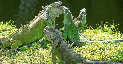 Colorful Iguanas: 10 Stunning Examples - IMP WORLD