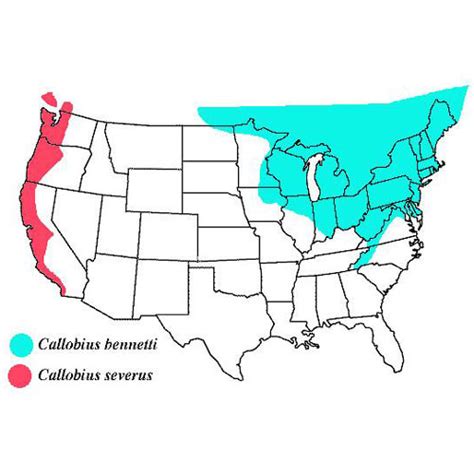 Myth: All spider species live everywhere | Burke Museum