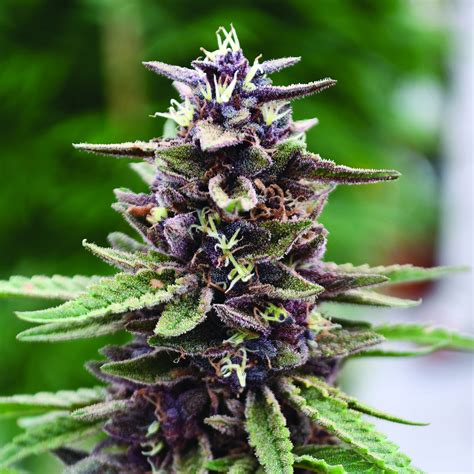 ROYAL PURPLE - 10 PACK - 1 (833) SEED USA