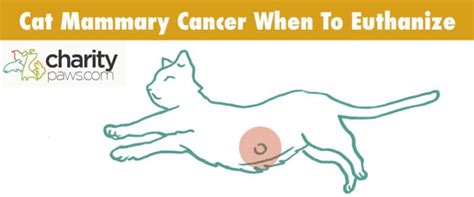 Cat Mammary Cancer When To Euthanize | When To Say Goodbye