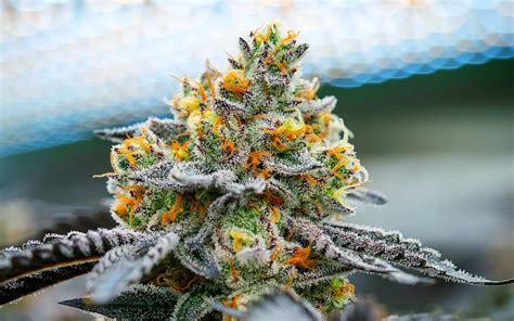 Best cannabis strains of summer 2020 | High Green News