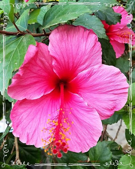 🌺 Hibiscus Rosa-Sinesis; China Rose 🌹 🌸 (Aka Chinese Hibiscus, Hawaiian ...