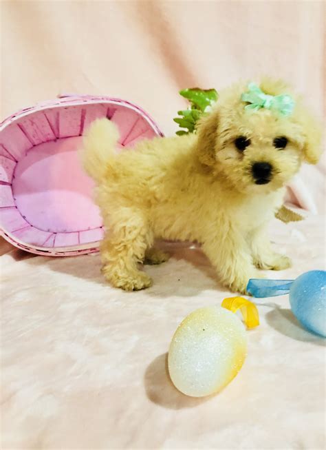 Maltipoo Puppies For Sale | Houston, TX #265527 | Petzlover